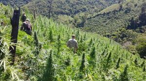Nueva Alianza XXX: destruyen más de 669 toneladas de marihuana en 8 días