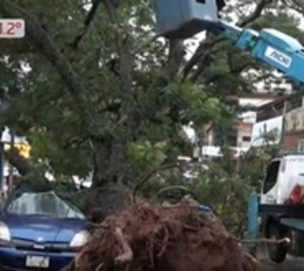 Vientos tumban frondoso árbol sobre vehículo estacionado - Paraguay.com