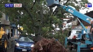 Frondoso árbol cae sobre auto estacionado en San Lorenzo | Noticias Paraguay