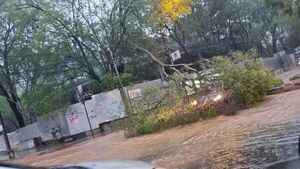 Rescatan a una persona atrapada en un vehículo tras caída de un árbol en Asunción