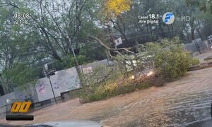 Bomberos reportan varios árboles caídos tras temporal | Telefuturo
