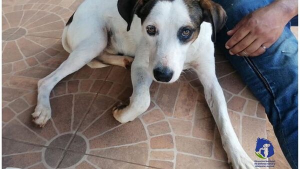 Baleó al perrito de su vecino con un rifle por "nervios"