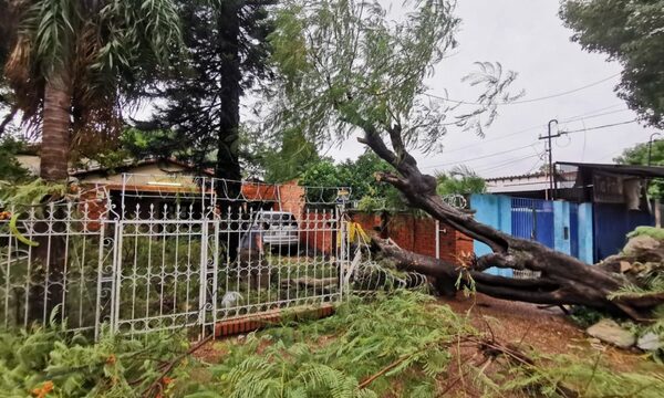 Raudal se llevó todo a su paso y arboles caídos es el saldo de la tormenta