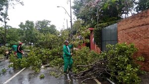 Temporal en Asunción dejó varios árboles caídos