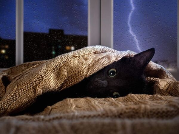 Qué hacer si tu mascota le tiene miedo a las tormentas - Mascotas - ABC Color