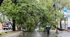 La Nación / Bomberos reportan decenas de árboles caídos en Central