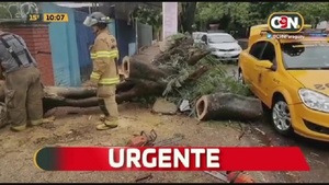 Fernando de la Mora: Frondoso árbol aplastó portón - C9N