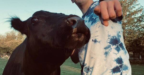 La Nación / La vaca-perro Clota suma 599.200 seguidores