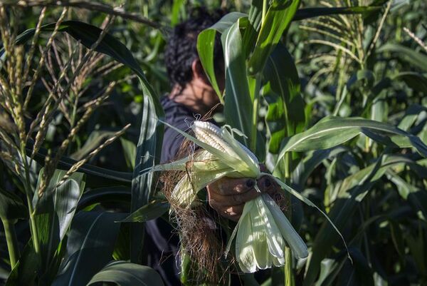 Latinoamérica puede aprovechar aumento de demanda global de alimentos, dice FAO - Mundo - ABC Color