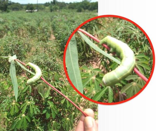 Crónica / ¡Una plaga más! gusanos marandova destruyen cultivos de mandioca