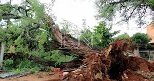 La Nación / Árboles caídos durante tormentas están mutilados gracias a la Ande, afirman