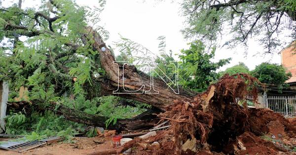 La Nación / Árboles caídos durante tormentas están mutilados gracias a la Ande, afirman