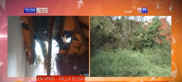 Villa Elisa: Desplome de frondoso árbol inutiliza una vivienda | Noticias Paraguay