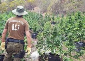 Chile es terreno fértil para los cultivos de marihuana