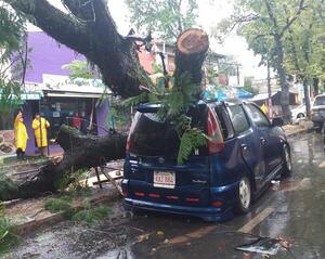 Árbol cayó sobre vehículo estacionado - San Lorenzo Hoy