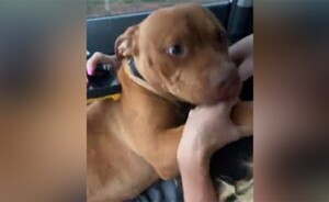 Buscó intensamente su Pitbull y descubrió que fue robado por su vecino