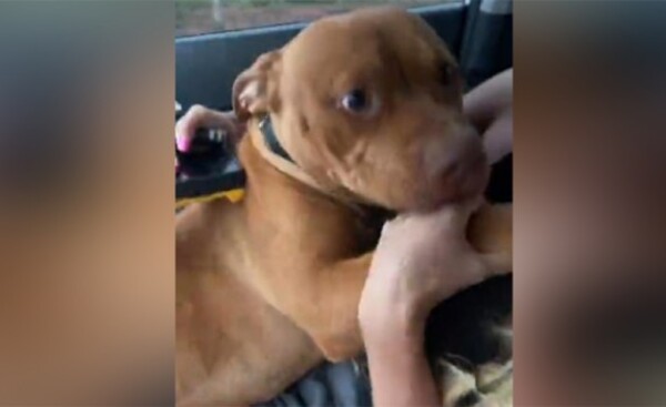 Buscó intensamente su Pitbull y descubrió que fue robado por su vecino