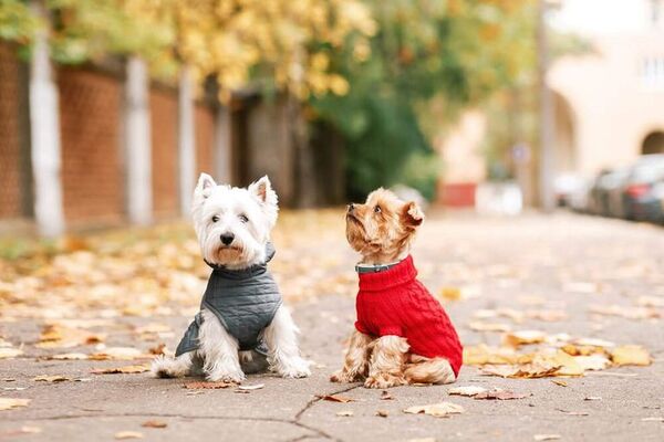¿Debo abrigar a mi mascota cuando hace frío? - Mascotas - ABC Color