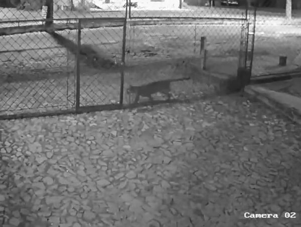Apareció un puma en el barrio San Miguel de Villarrica · Radio Monumental 1080 AM