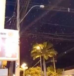 Crónica / Los animalitos kuera pillaron que se venía el temblor