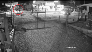 Vecinos de Villarrica reportan la aparición de un puma