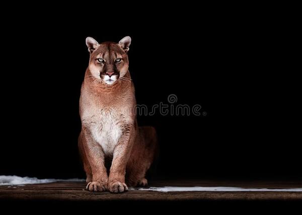 Diario HOY | VIDEO: puma apareció en la ciudad y se guareció en el baño de una vivienda