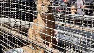 Atrapan a puma que ingresó a una vivienda en Villarrica