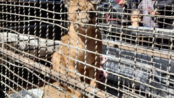 Atrapan a puma que ingresó a una vivienda en Villarrica