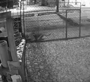 (VIDEO) Un puma suelto atemoriza a villariqueños