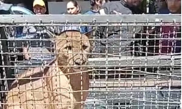 Ya le agarraron al puma que asustó a los gua’i