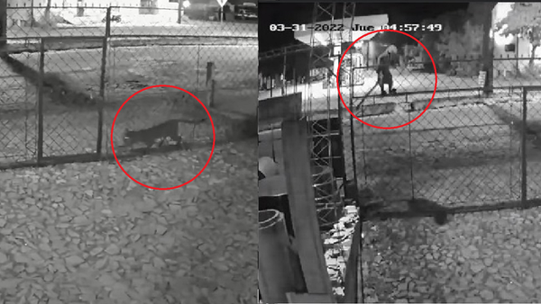 Puma entró al baño de una casa en Villarrica