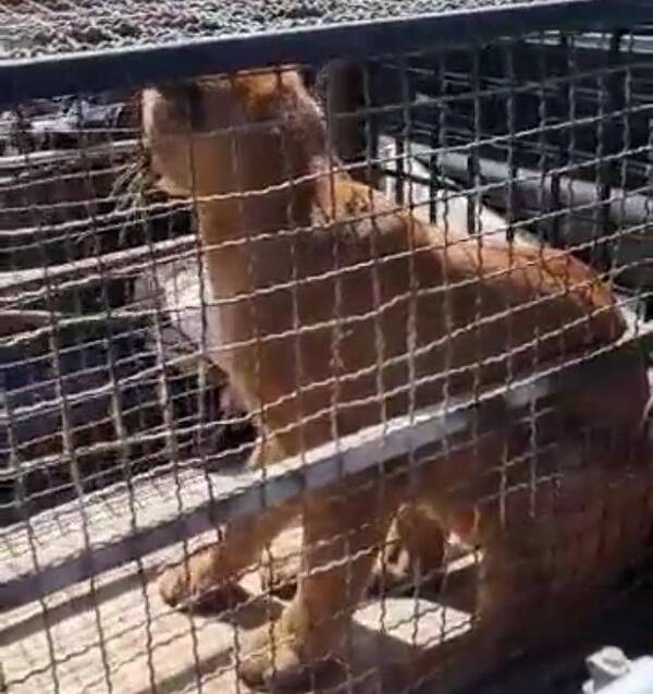 Crónica / [VIDEO] Un puma suelto por Villarrica asustó al rollo