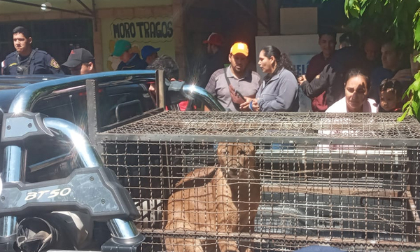 En Villarrica eescatan un puma que apareció en una vivienda - OviedoPress