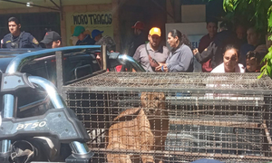 En Villarrica rescatan un puma que apareció en una vivienda - OviedoPress