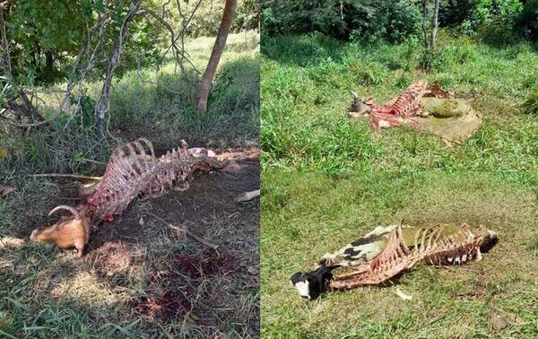 Abigeos nuevamente faenan tres vacas en Coronel Oviedo – Prensa 5