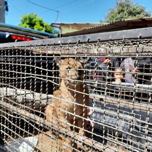 Villarrica: Rescatan del baño de una vivienda a un puma que probablemente vivía en cautiverio