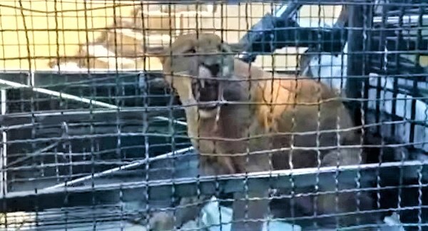Rescatan exitosamente a puma suelto en Villarrica