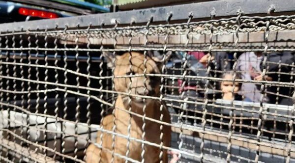 Rescatan a una puma que ingresó a una vivienda en Villarrica - 1000 Noticias