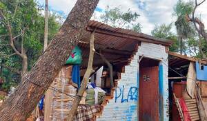 Un árbol destroza la casa de una abuelita en Luque •
