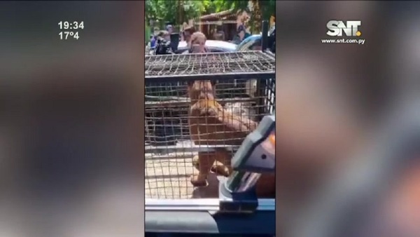Trasladaron al puma de Villarica en Asunción - SNT