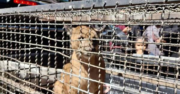 La Nación / Puma confundido con pitbull en Villarrica ya fue traslado a la Capital