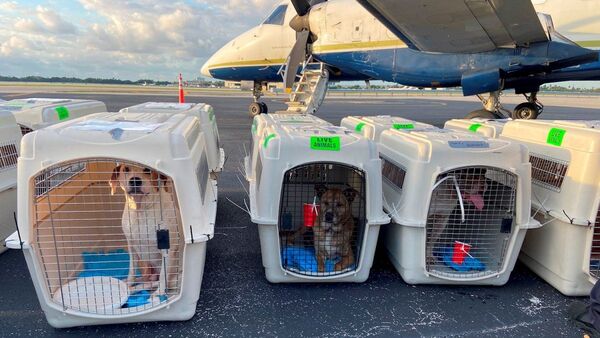 Atenderán y vacunarán a las mascotas sin costo en Asunción