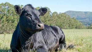 Raza Angus continúa creciendo en volumen y afianzando venta de su carne premium certificada
