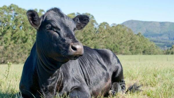 Raza Angus continúa creciendo en volumen y afianzando venta de su carne premium certificada