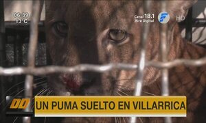 Un puma suelto en Villarrica | Telefuturo