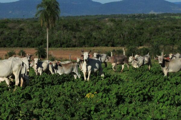 Confiscan cabezas de ganado que pertenecerían a la estancia de Conrado Insfrán · Radio Monumental 1080 AM