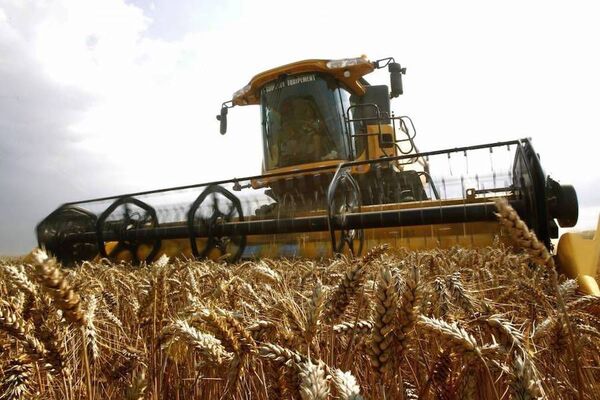 Caen envíos de trigo hasta el mes de febrero