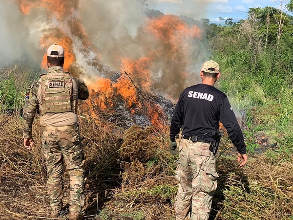 Anulan 748 toneladas de marihuana y pérdida para narcotráfico es de US$ 22 millones