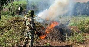 La Nación / Narcotráfico: destruyen 748 toneladas de marihuana y pérdidas suman US$ 22,4 millones