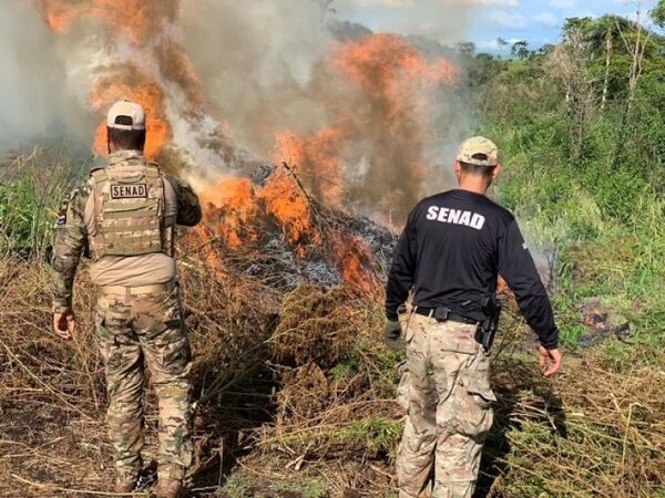 Anulan 748 toneladas de marihuana y pérdida para narcotráfico es de US$ 22 millones